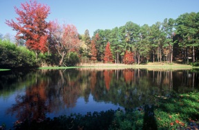 The pond at Dick Bell's "Water Garden"