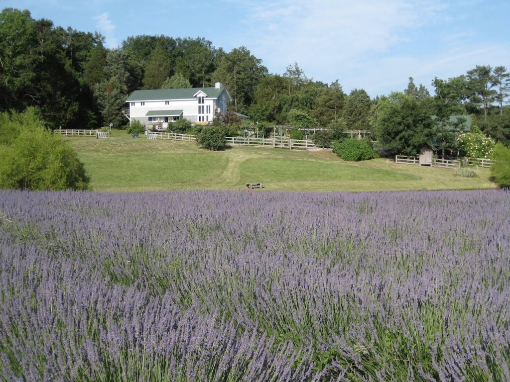 farmhouse-lavender